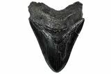 Fossil Megalodon Tooth - South Carolina #307437-1